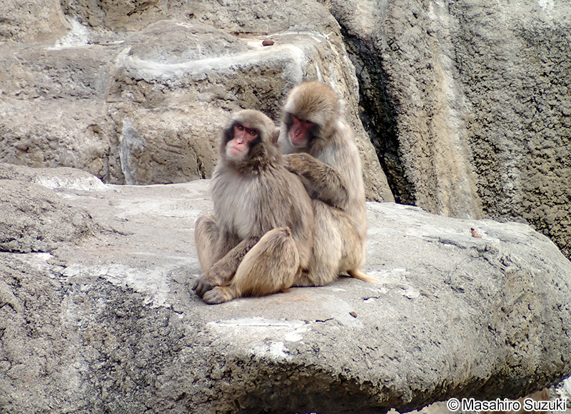 ニホンザル Macaca fuscata