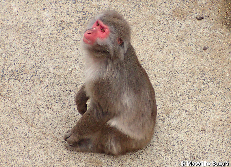 ニホンザル Macaca fuscata