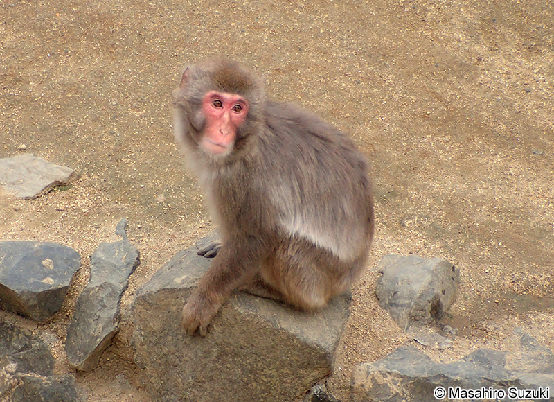ニホンザル Macaca fuscata