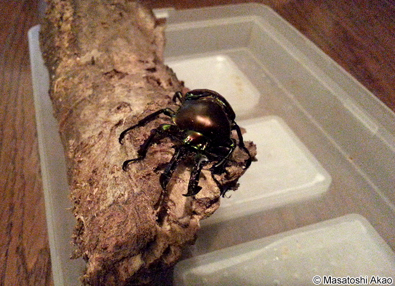 ニジイロクワガタ Phalacrognathus muelleri