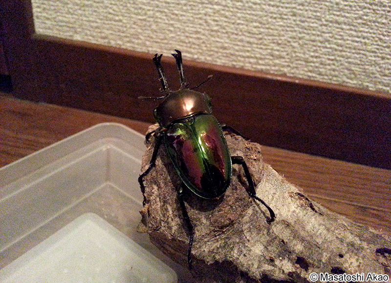 ニジイロクワガタ Phalacrognathus muelleri