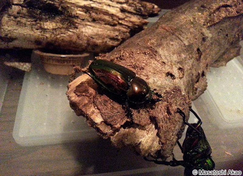 ニジイロクワガタ Phalacrognathus muelleri