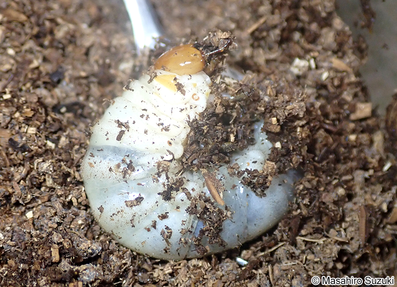 ニジイロクワガタの幼虫