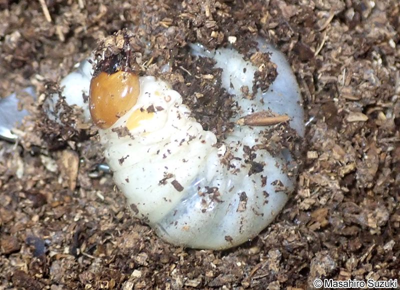 ニジイロクワガタの幼虫