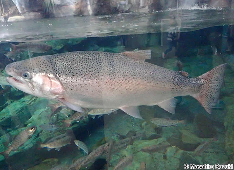 ニジマス Oncorhynchus mykiss