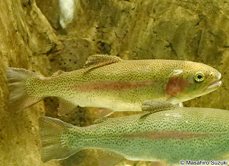 ニジマス Oncorhynchus mykiss