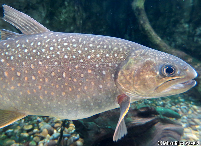 イワナ Salvelinus leucomaenis