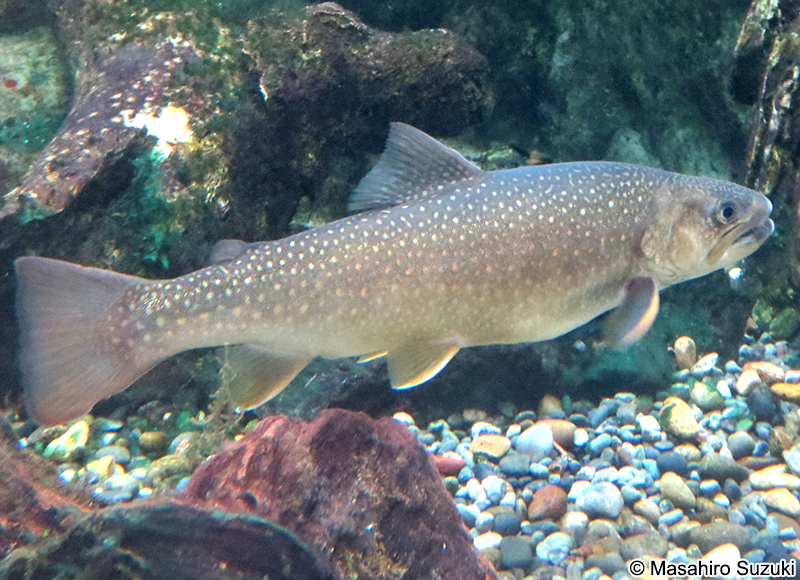 イワナ Salvelinus leucomaenis