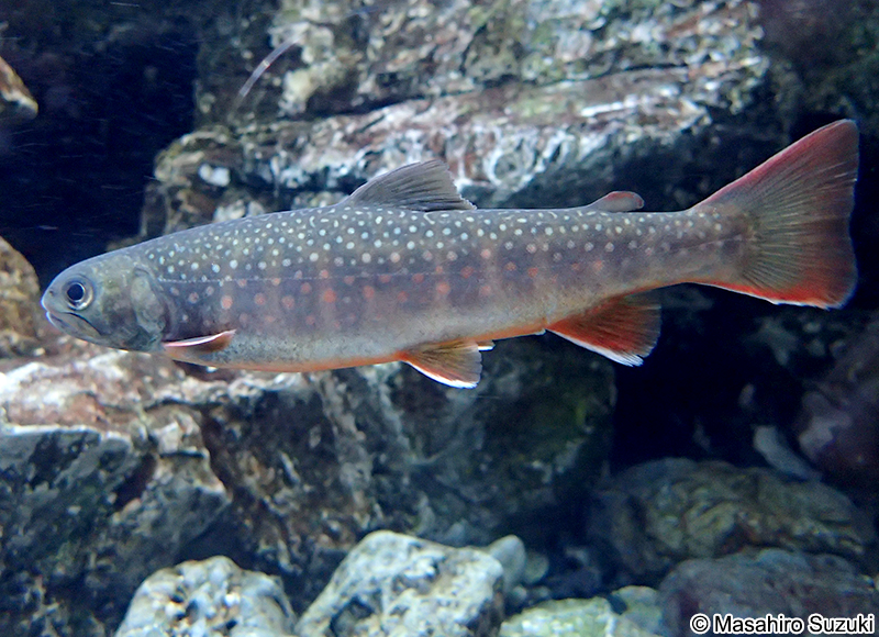 イワナ Salvelinus leucomaenis