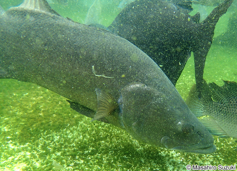 ナイルパーチ Lates niloticus