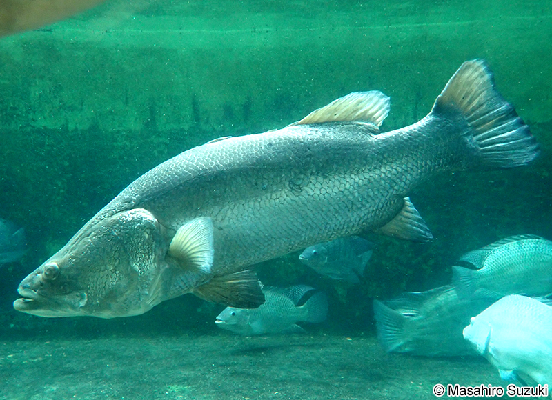 ナイルパーチ Lates niloticus