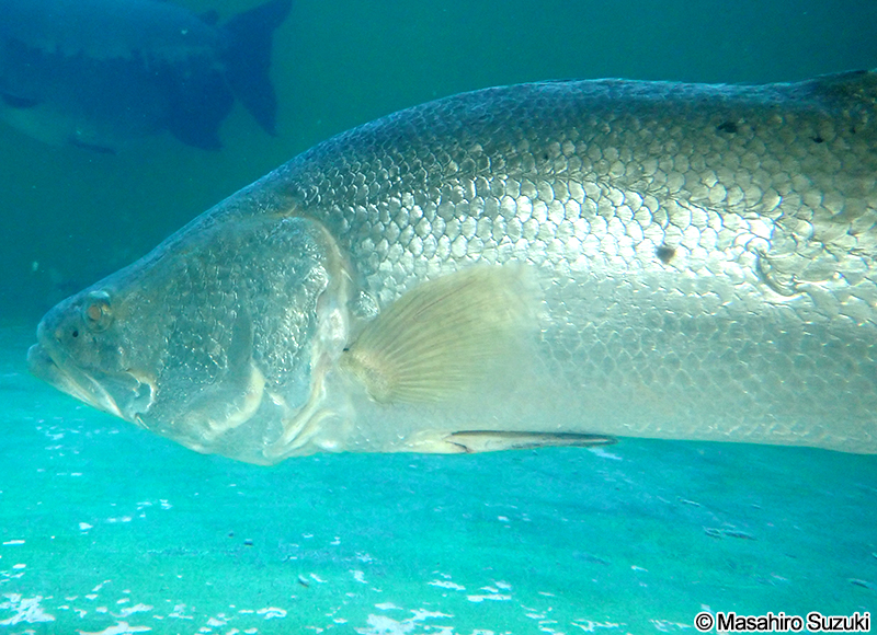 ナイルパーチ Lates niloticus