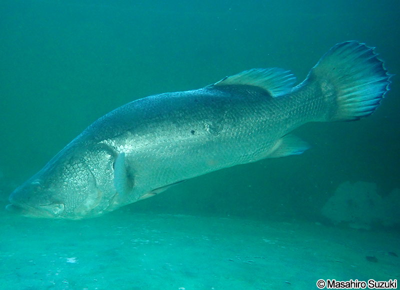 ナイルパーチ Lates niloticus