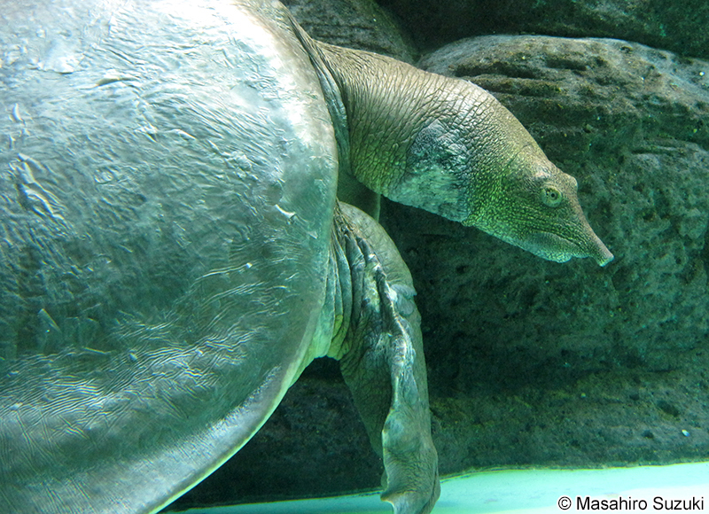 ナイルスッポン Trionyx triunguis