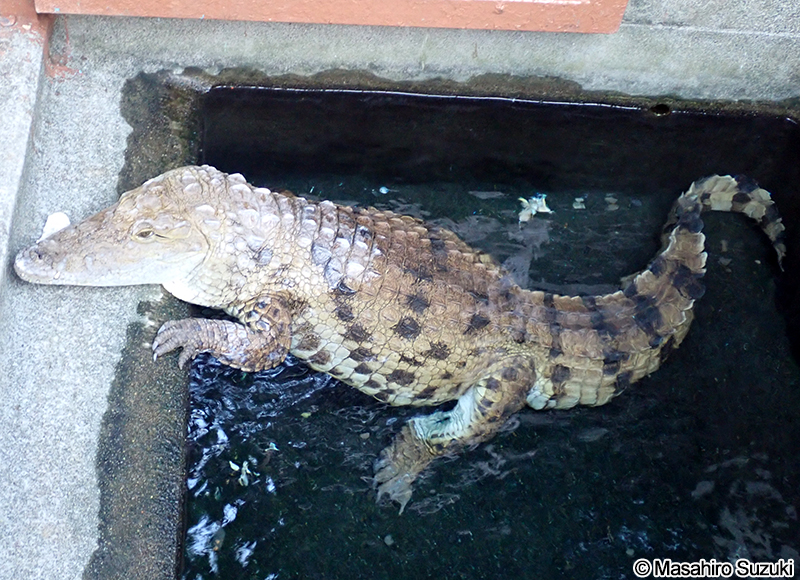 ナイルワニ Crocodylus niloticus