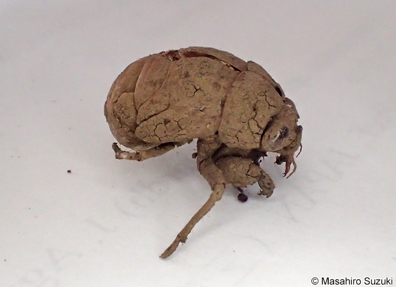 ニイニイゼミ Platypleura kaempferi