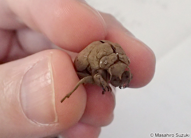 ニイニイゼミ Platypleura kaempferi