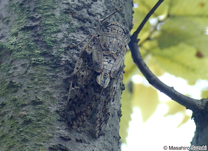 ニイニイゼミ Platypleura kaempferi