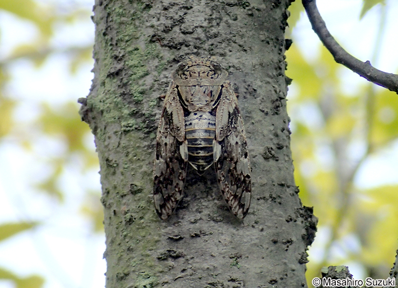 ニイニイゼミ Platypleura kaempferi
