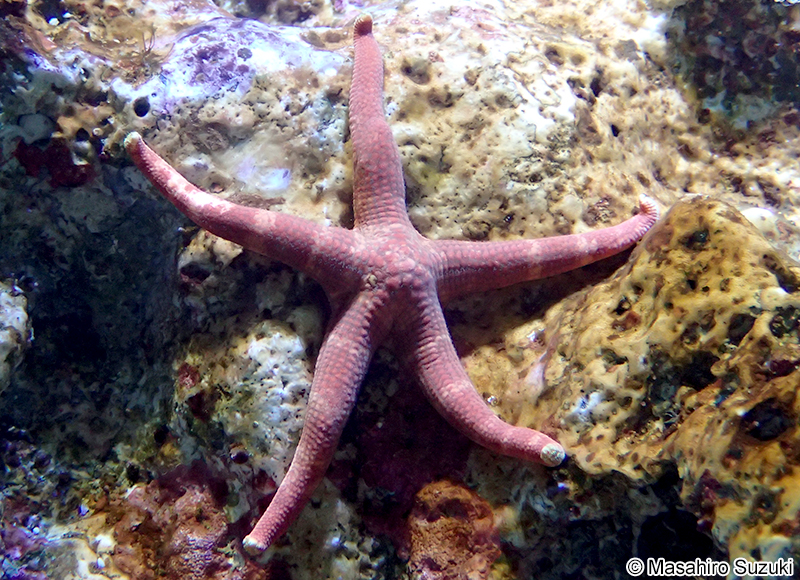 ニセアカヒトデ Heteronardoa carinata