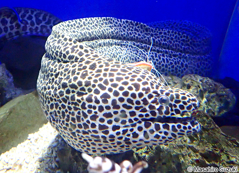 ニセゴイシウツボ Gymnothorax isingteena