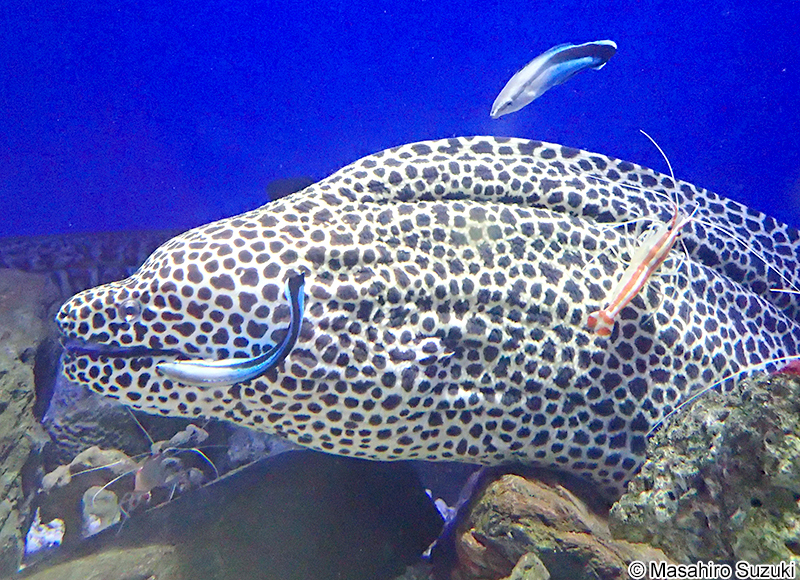 ニセゴイシウツボ Gymnothorax isingteena