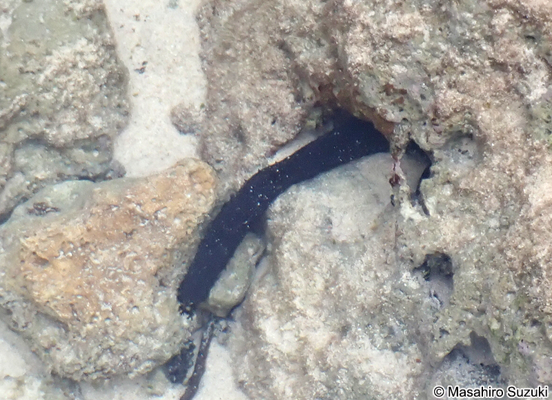 ニセクロナマコ Holothuria leucospilota