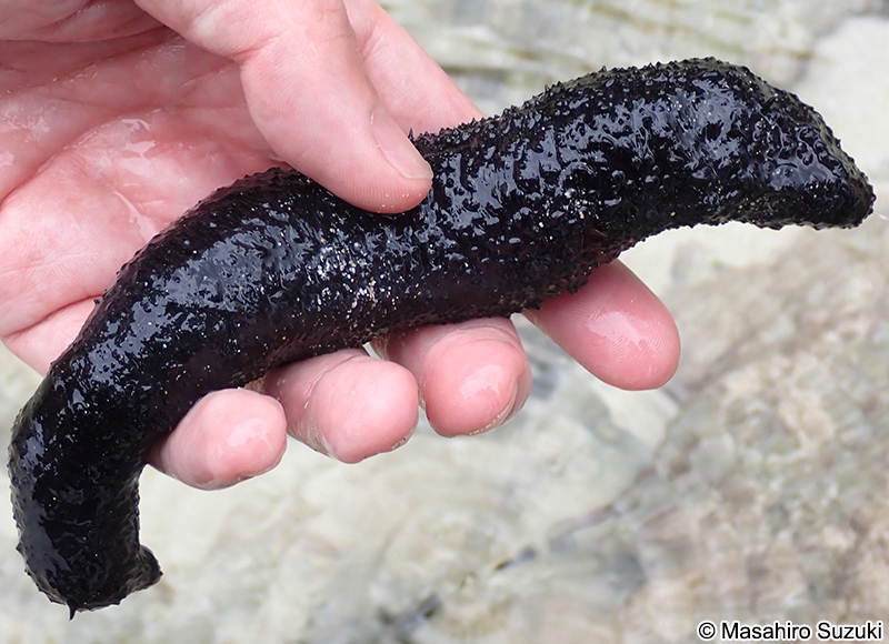 ニセクロナマコ Holothuria leucospilota