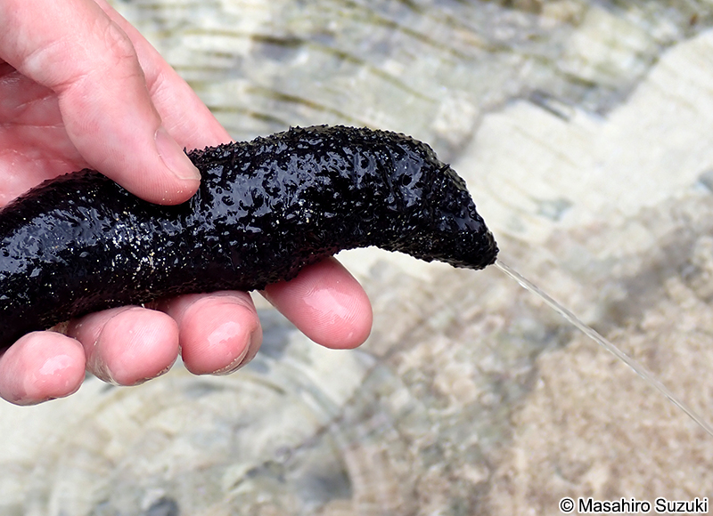 ニセクロナマコ Holothuria leucospilota