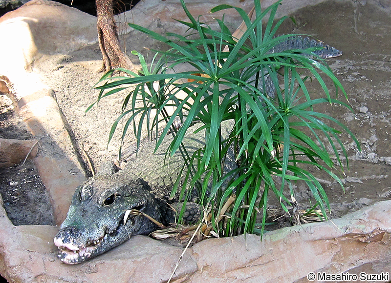 ニシアフリカコビトワニ Osteolaemus tetraspis