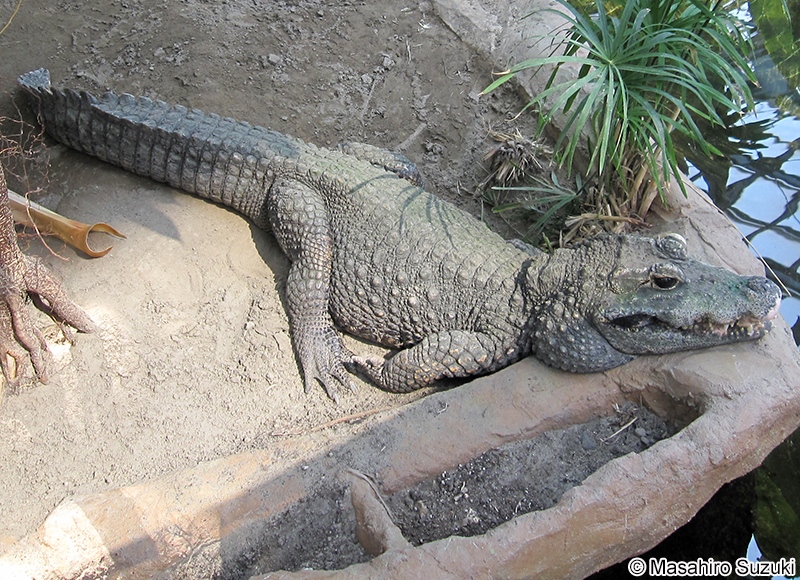 ニシアフリカコビトワニ Osteolaemus tetraspis