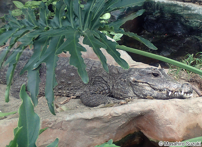 ニシアフリカコビトワニ Osteolaemus tetraspis