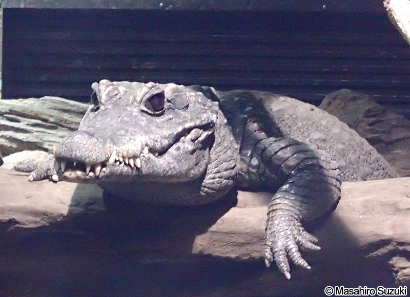 ニシアフリカコビトワニ Osteolaemus tetraspis
