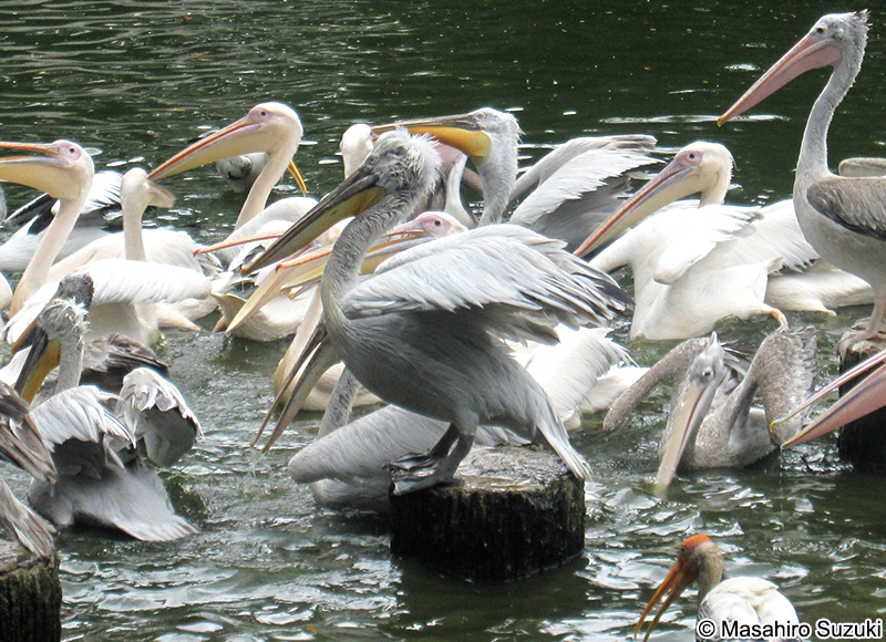ニシハイイロペリカン Pelecanus crispus