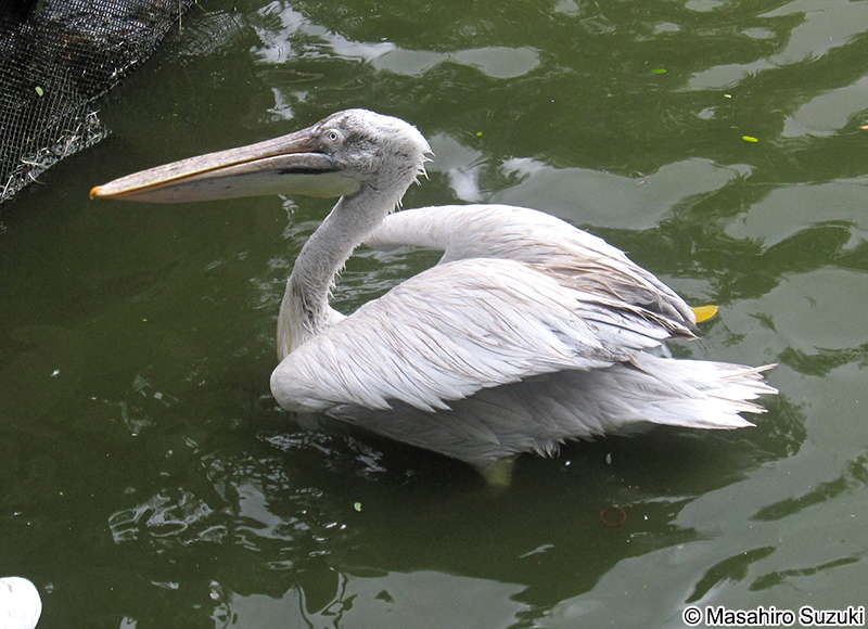 ニシハイイロペリカン Pelecanus crispus