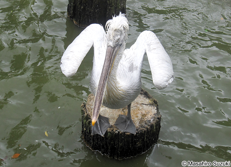 ニシハイイロペリカン Pelecanus crispus