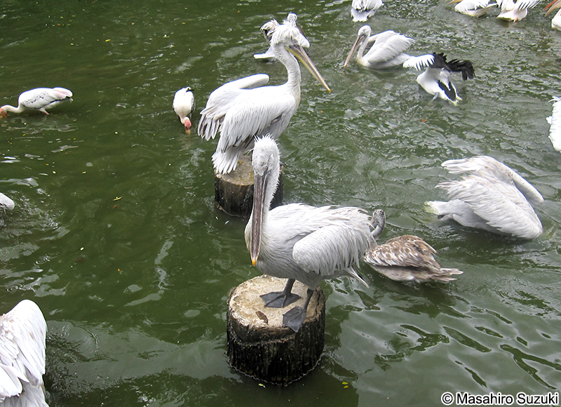 ニシハイイロペリカン Pelecanus crispus