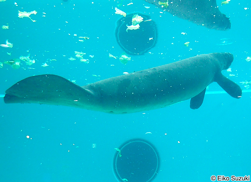 ニシインドマナティー Trichechus manatus