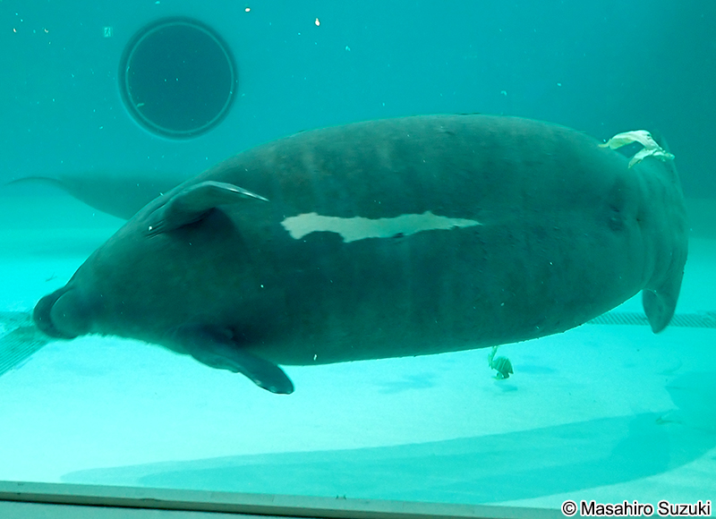 ニシインドマナティー Trichechus manatus
