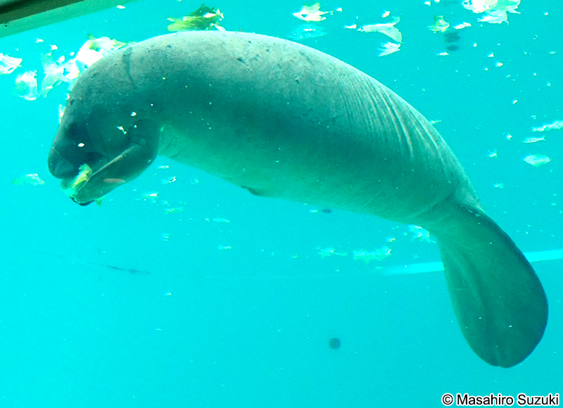 ニシインドマナティー Trichechus manatus
