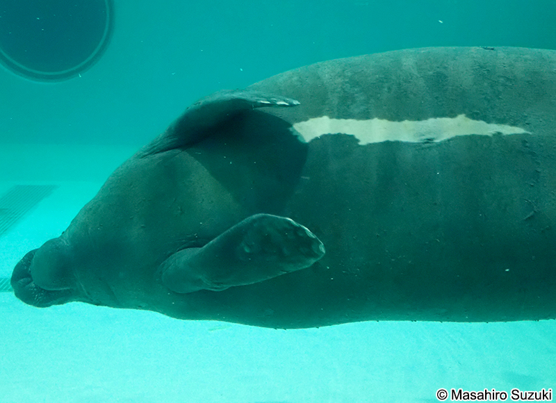 ニシインドマナティー Trichechus manatus