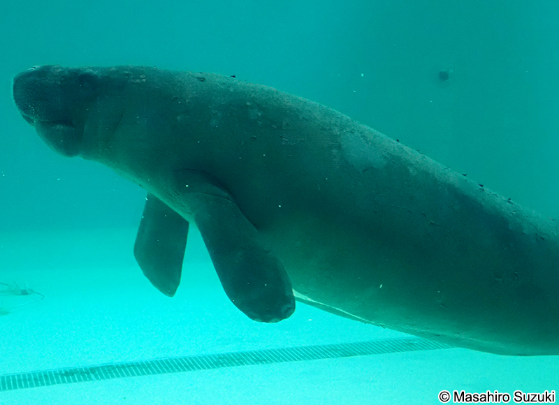 ニシインドマナティー Trichechus manatus