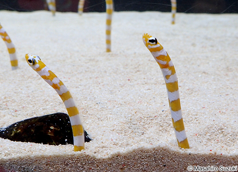 ニシキアナゴ Gorgasia preclara