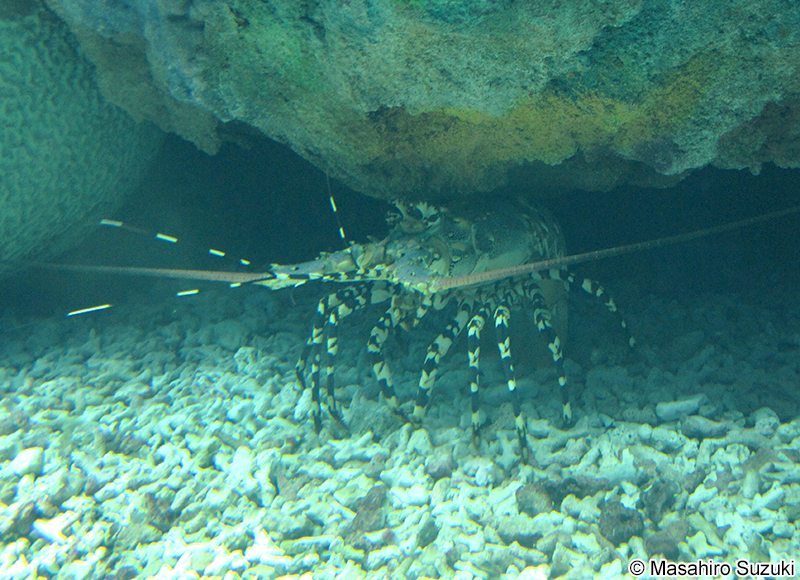 ニシキエビ Panulirus ornatus