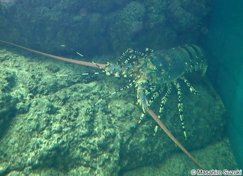 ニシキエビ Panulirus ornatus