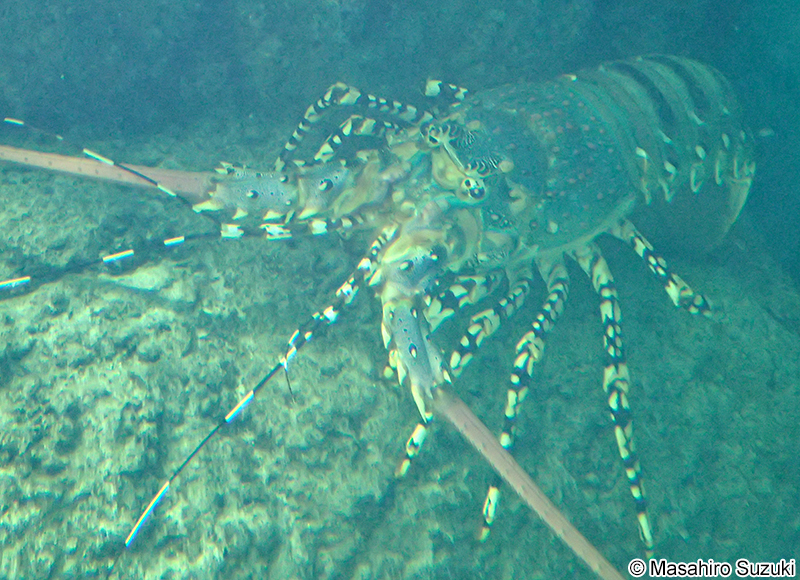 ニシキエビ Panulirus ornatus