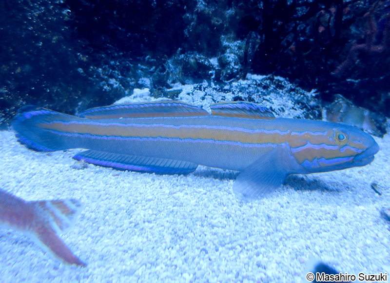 ニシキハゼ Pterogobius virgo