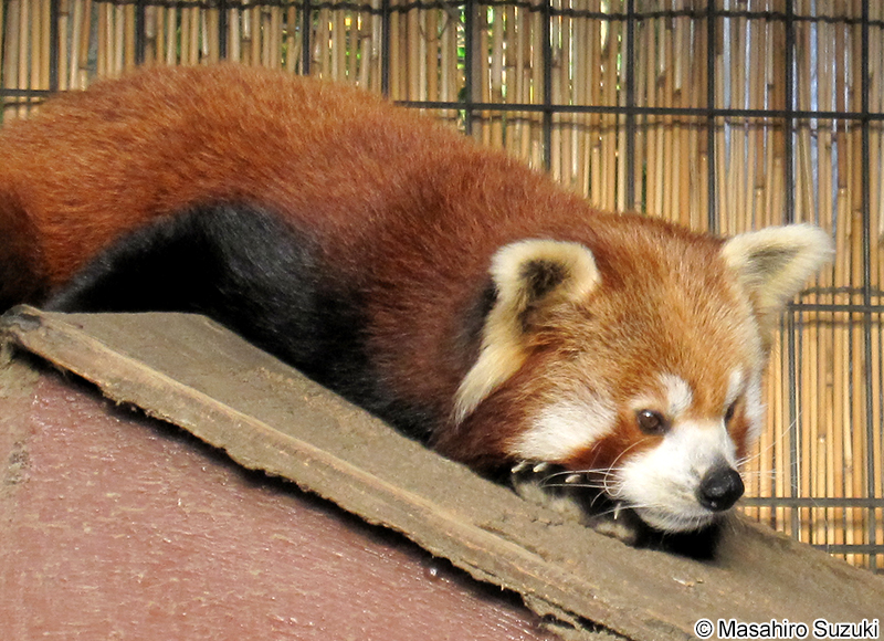 ネパールレッサーパンダ Ailurus fulgens fulgens