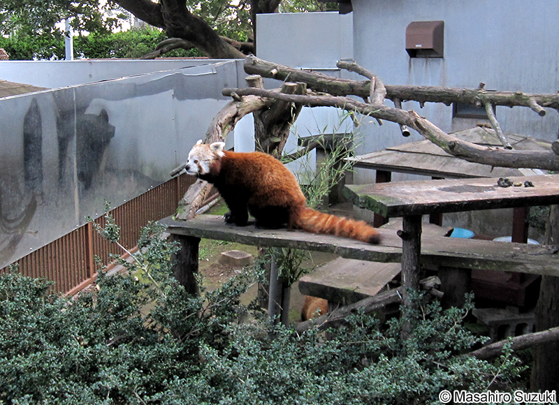 ネパールレッサーパンダ Ailurus fulgens fulgens