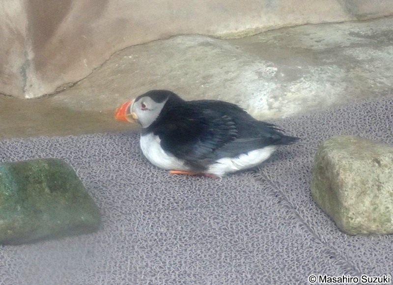 ニシツノメドリ Fratercula arctica